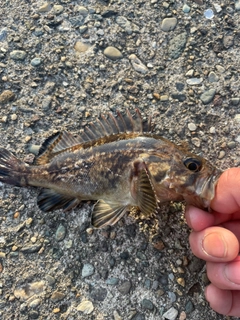 ソイの釣果