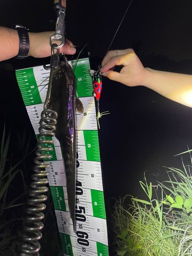 アメリカナマズの釣果