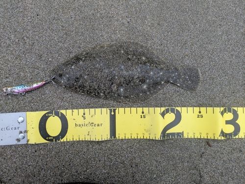 ソゲの釣果