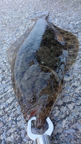 ヒラメの釣果