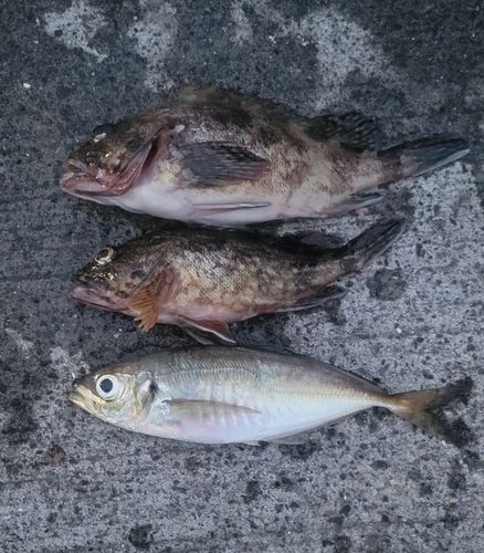 カサゴの釣果