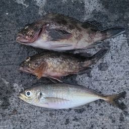 カサゴ