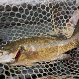 スモールマウスバス