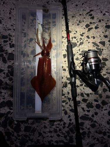 ケンサキイカの釣果