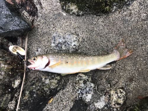イワナの釣果