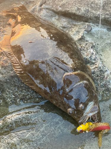 ヒラメの釣果