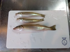 キスの釣果