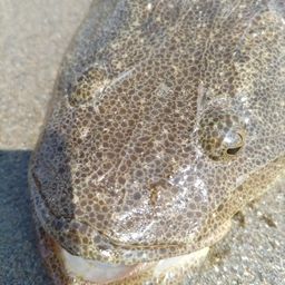 マゴチ