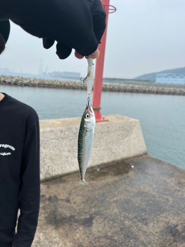 サバの釣果