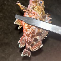 カサゴ