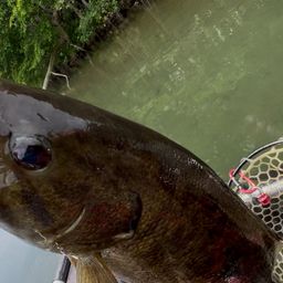 スモールマウスバス