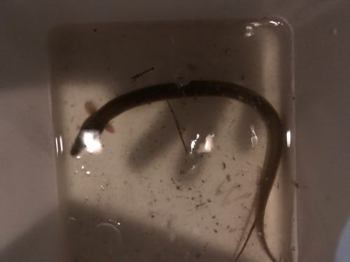 ウナギの釣果