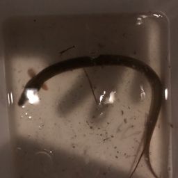 ウナギ