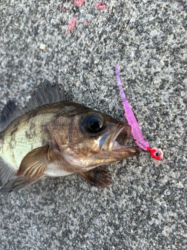 タケノコメバルの釣果