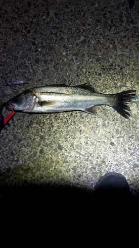 フッコ（マルスズキ）の釣果