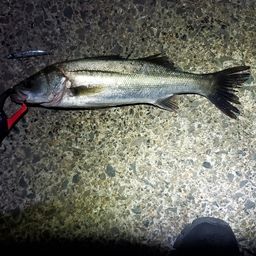 フッコ（マルスズキ）