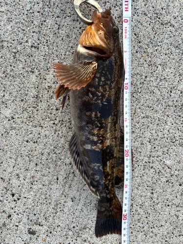 アイナメの釣果
