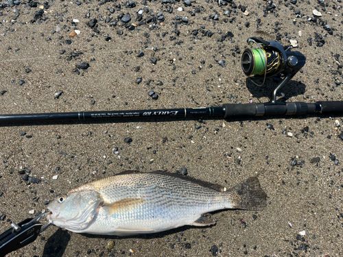 イシモチの釣果