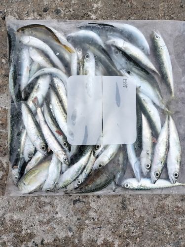 サバの釣果