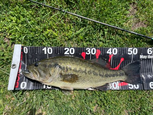 ラージマウスバス