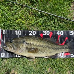 ラージマウスバス