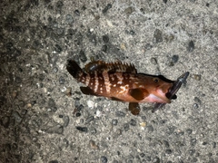 キジハタの釣果