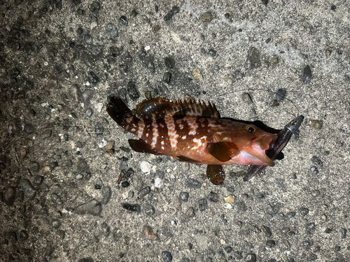 キジハタの釣果