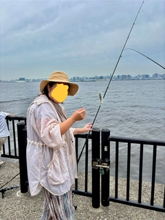 サッパの釣果