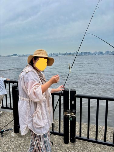 サッパの釣果