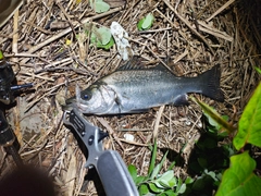 セイゴ(ヒラスズキ)の釣果