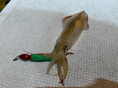 ケンサキイカの釣果
