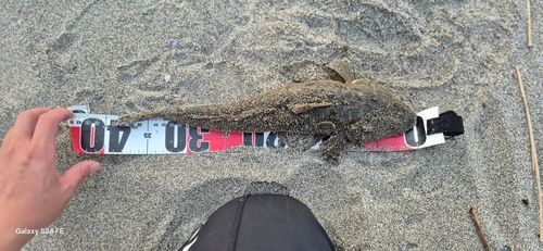 マゴチの釣果