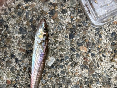 キスの釣果