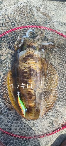 アオリイカの釣果