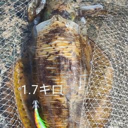 アオリイカ
