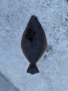 ソゲの釣果
