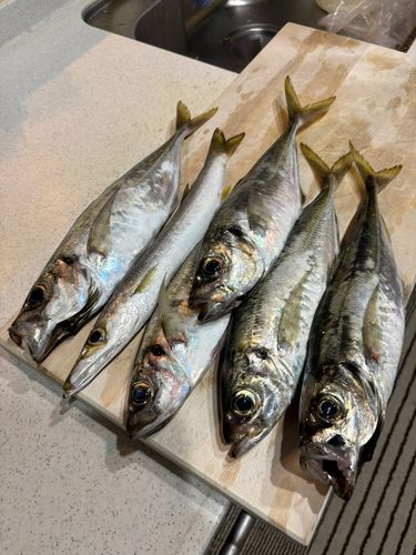 カマスの釣果