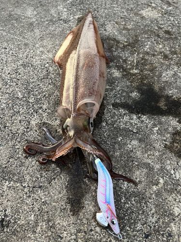 ヤリイカの釣果
