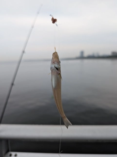 シロギスの釣果