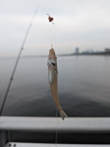 シロギスの釣果