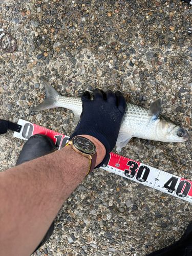 ボラの釣果