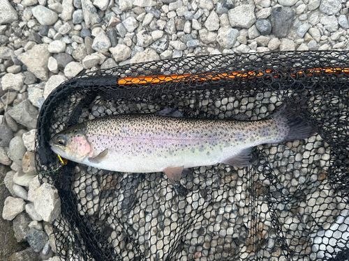 ニジマスの釣果