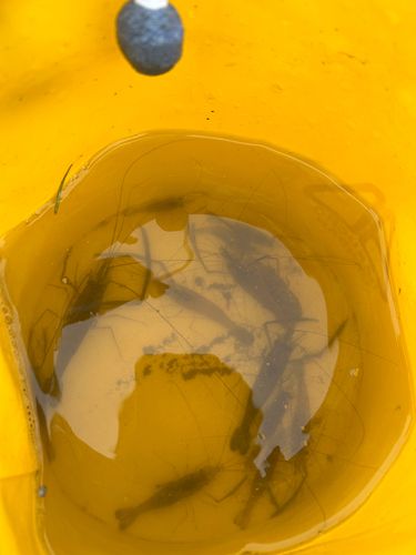 テナガエビの釣果