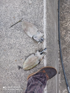 コウイカの釣果