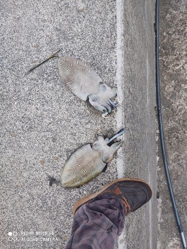 コウイカの釣果