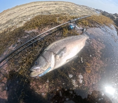 ヒラスズキの釣果