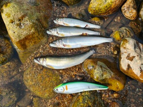 アユの釣果