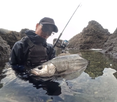 ヒラスズキの釣果