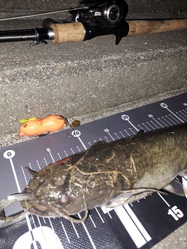ナマズの釣果