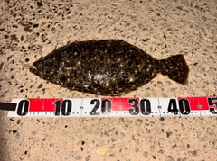 ヒラメの釣果